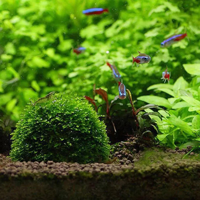 Aquarium Moss Ball Dome | Decorative Fish Tank Moss Holder for Aquatic Plants & Shrimp Habitat