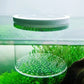 Floating Acrylic Fish Tank Isolation Box | Aquarium Breeding & Hatching Container