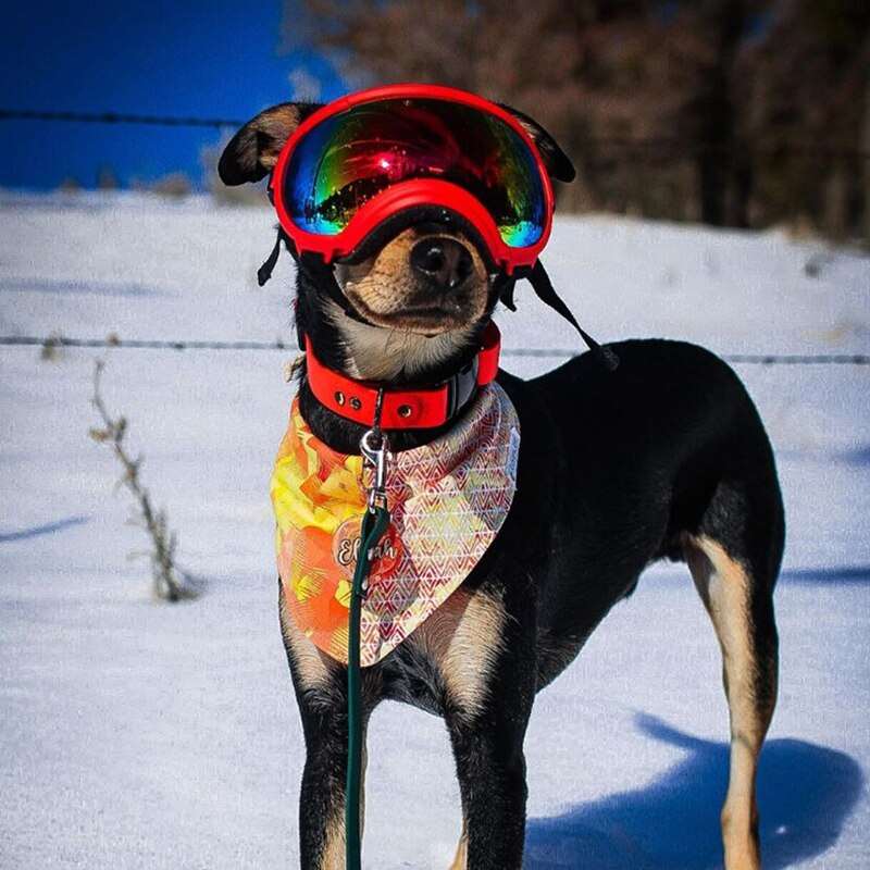 Adjustable Pet Dog Sunglasses | Anti-UV Protection, Waterproof, Windproof Eyewear for Travel, Dog Supplies