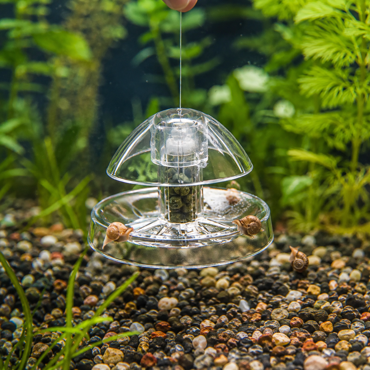 Hand lifting a clear aquarium snail trap by a retrieval line in a planted freshwater tank