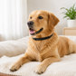 Golden retriever wearing a black calming collar while resting indoors