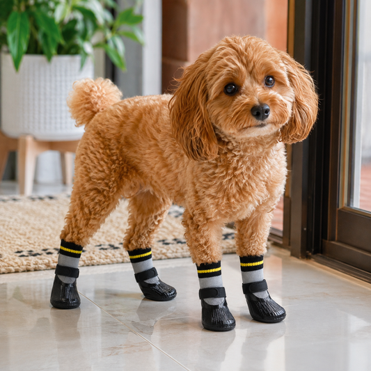 Small brown dog wearing waterproof dog socks on a smooth tiled floor indoors