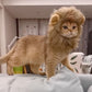 Lion Mane Wig | Cute Halloween Costume for Cats and Dogs